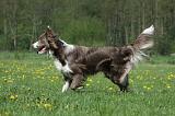 BORDER COLLIE 959